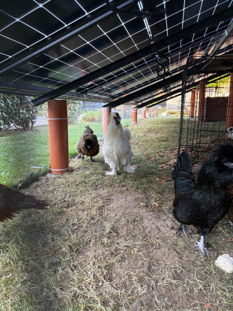 Wit Zijdehoen Haan, Dieren en Toebehoren, Mannelijk, Kip
