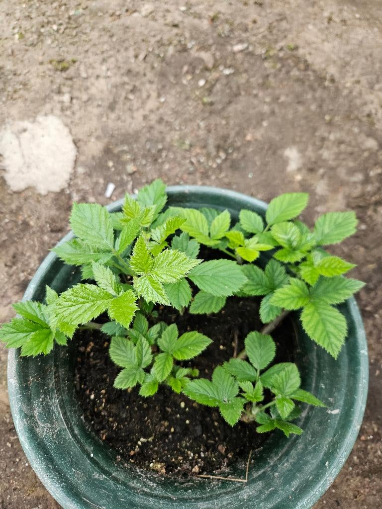 Mûriers sans épines, Tuin en Terras, Planten | Fruitbomen, Ophalen, Minder dan 100 cm, Overige soorten, Volle zon