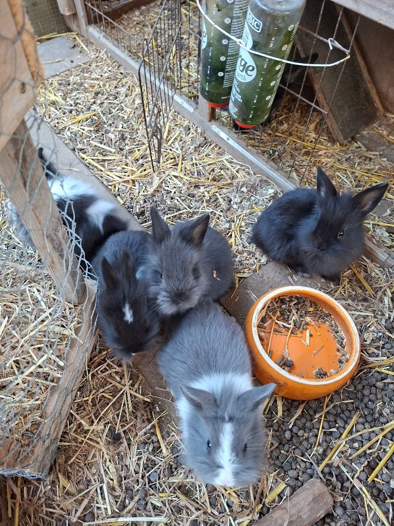 3 raszuivere leeuwenkop dwergkonijntjes, Dieren en Toebehoren, Mannelijk, Dwerg, 0 tot 2 jaar