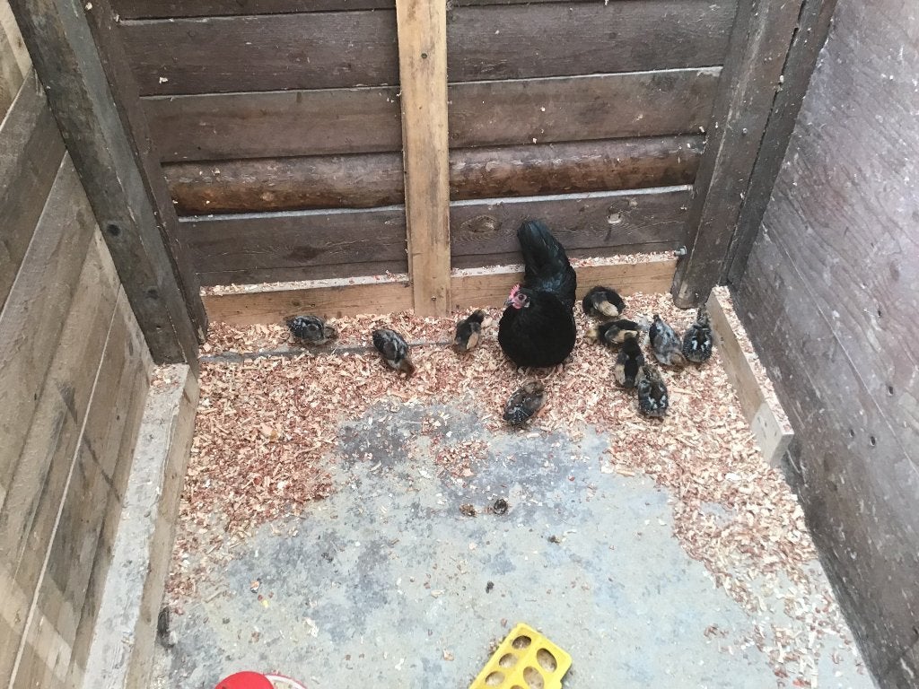 Kip met haar kuikens, Geslacht onbekend, Kip