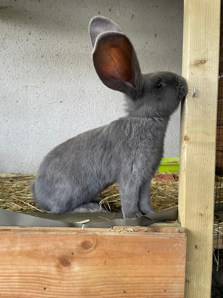 Blauwe Vlaamse reuzen rammelaars, Dieren en Toebehoren, Konijnen