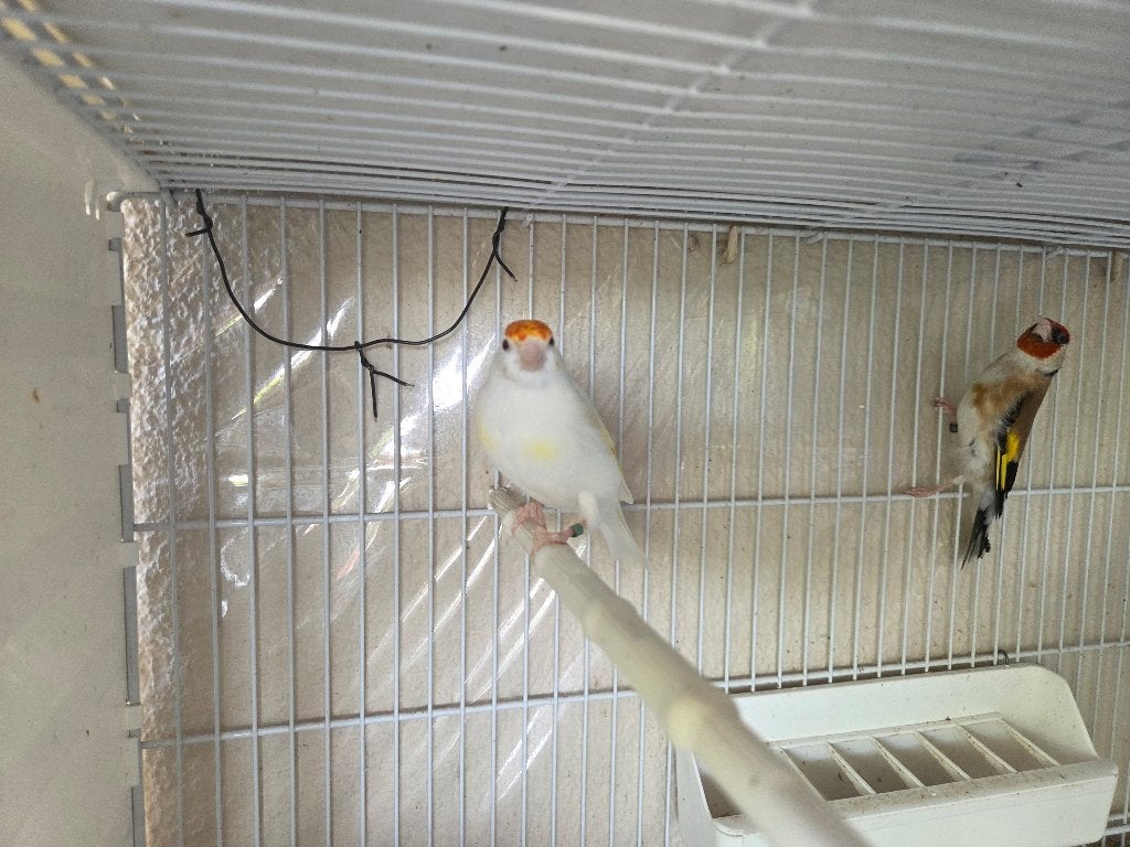 Chardonnerets dans le 83, Plusieurs animaux, Oiseau chanteur sauvage, Domestique