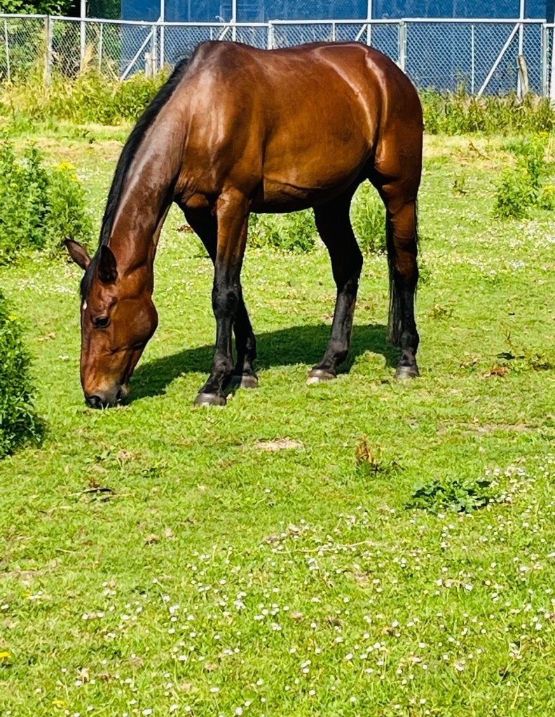 Dravers ruin te koop, Dieren en Toebehoren, Paarden, Gechipt, Ruin, 7 tot 10 jaar, 160 tot 165 cm