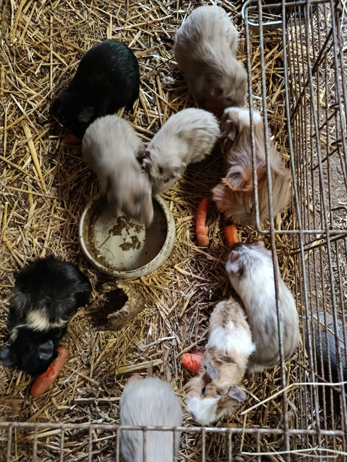 Cavia beertjes, Dieren en Toebehoren, Cavia, Mannelijk, Tam, Oktober