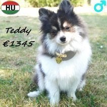 Spitz Nain Teddy - Un petit charmeur, 15 semaines à 1 an, Loulou, Chien (mâle), Un chien