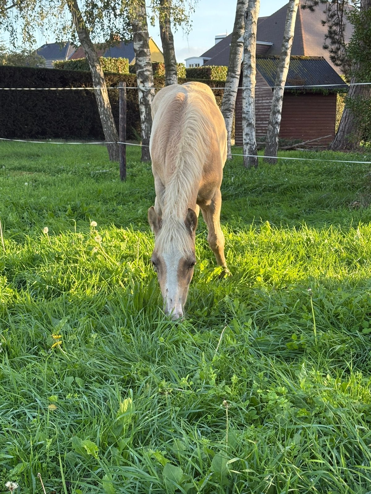 Haflinger hengstveulen met BHV stamboek, Dieren en Toebehoren
