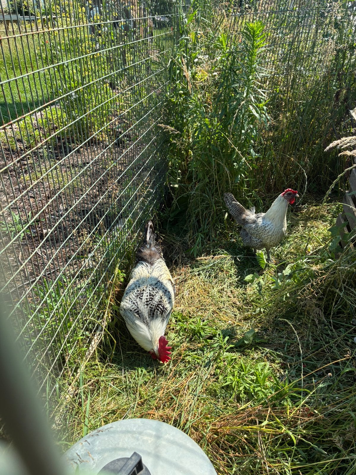 Zilverbrakel koppel, Dieren en Toebehoren, Pluimvee, Kip