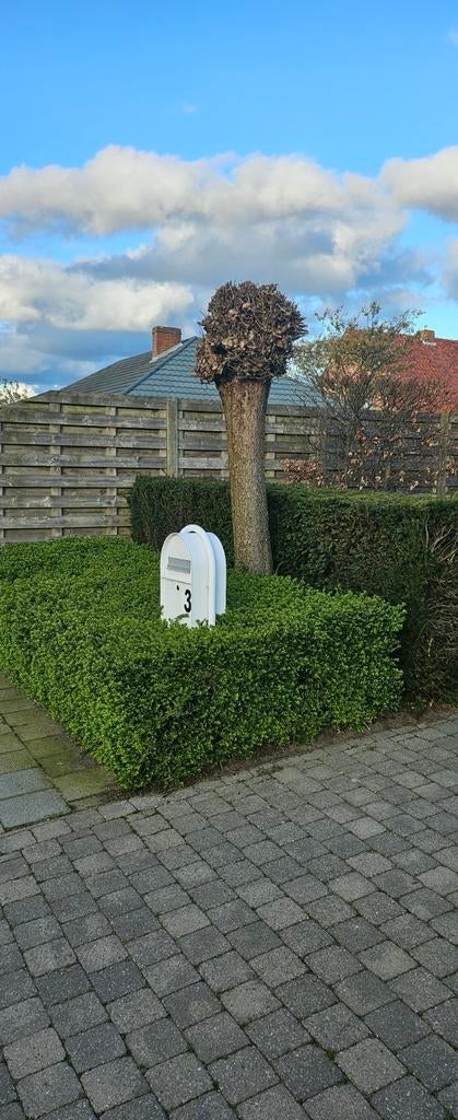 Gratis boom en planten, Tuin en Terras, Ophalen