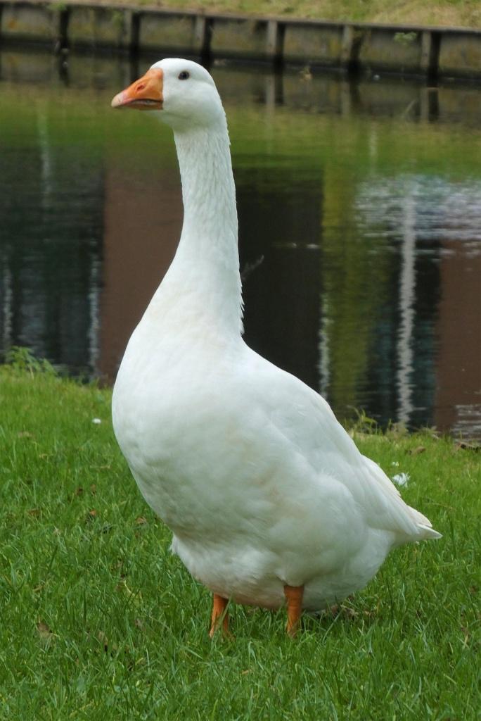 Gans tekoop, Dieren en Toebehoren, Mannelijk, Gans of Zwaan