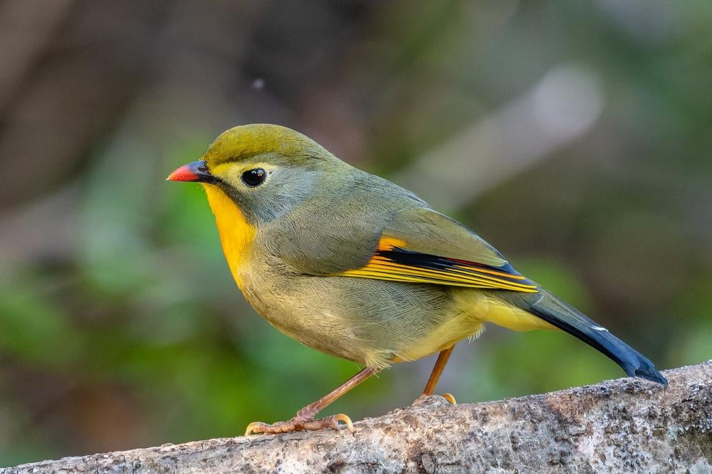 Japanse nachtegaal, Dieren en Toebehoren, Vogels | Overige Vogels