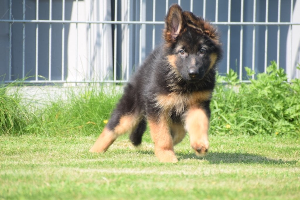Chiots bergers allemands, 15 semaines à 1 an, Étranger, Hépatite contagieuse (maladie de Rubarth), Éleveur | Professionnel