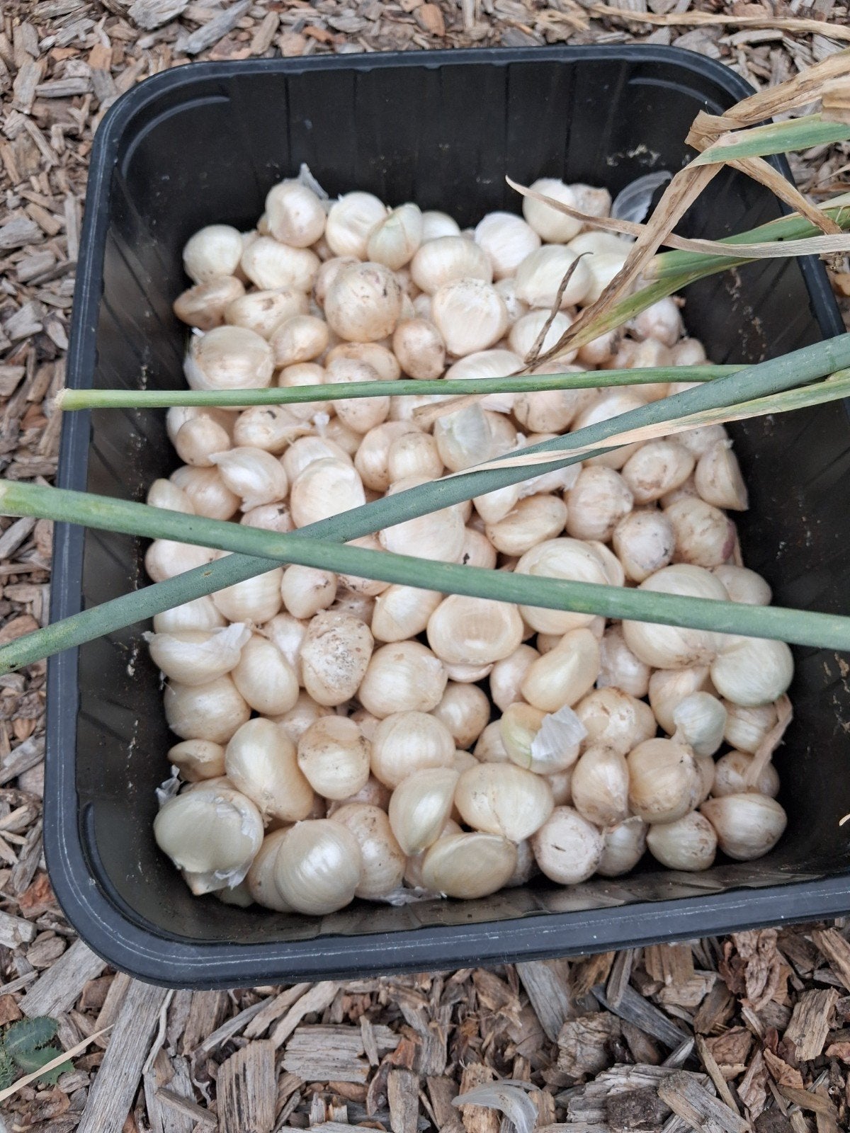 Bolletjes oerprei, Ophalen