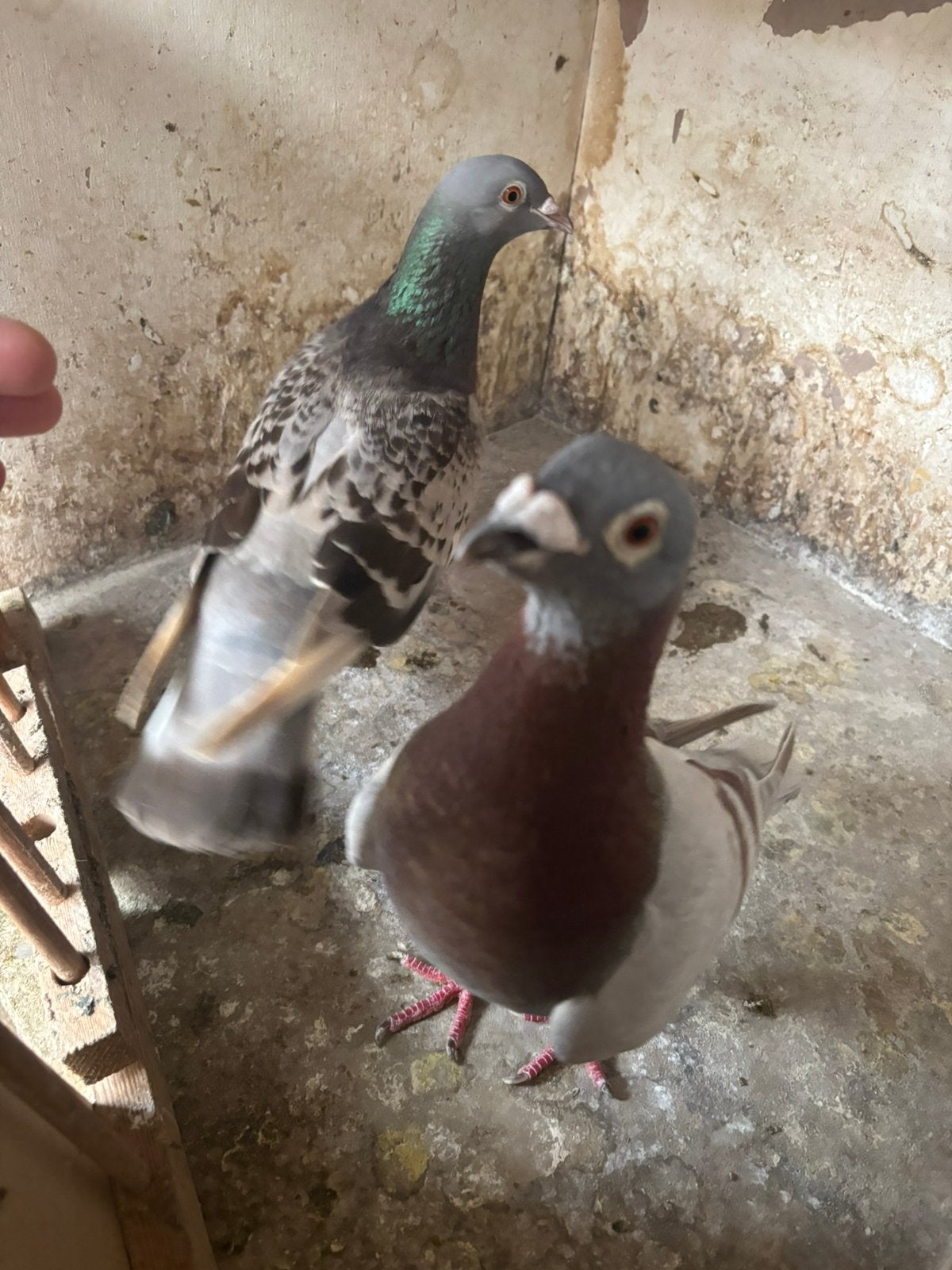 Mooie koppel, Dieren en Toebehoren, Vogels | Duiven
