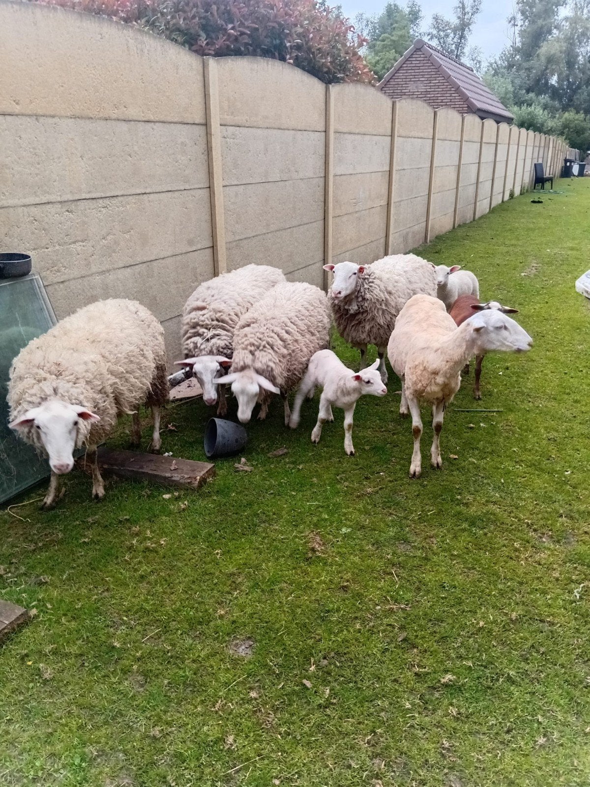 Schapen, Dieren en Toebehoren