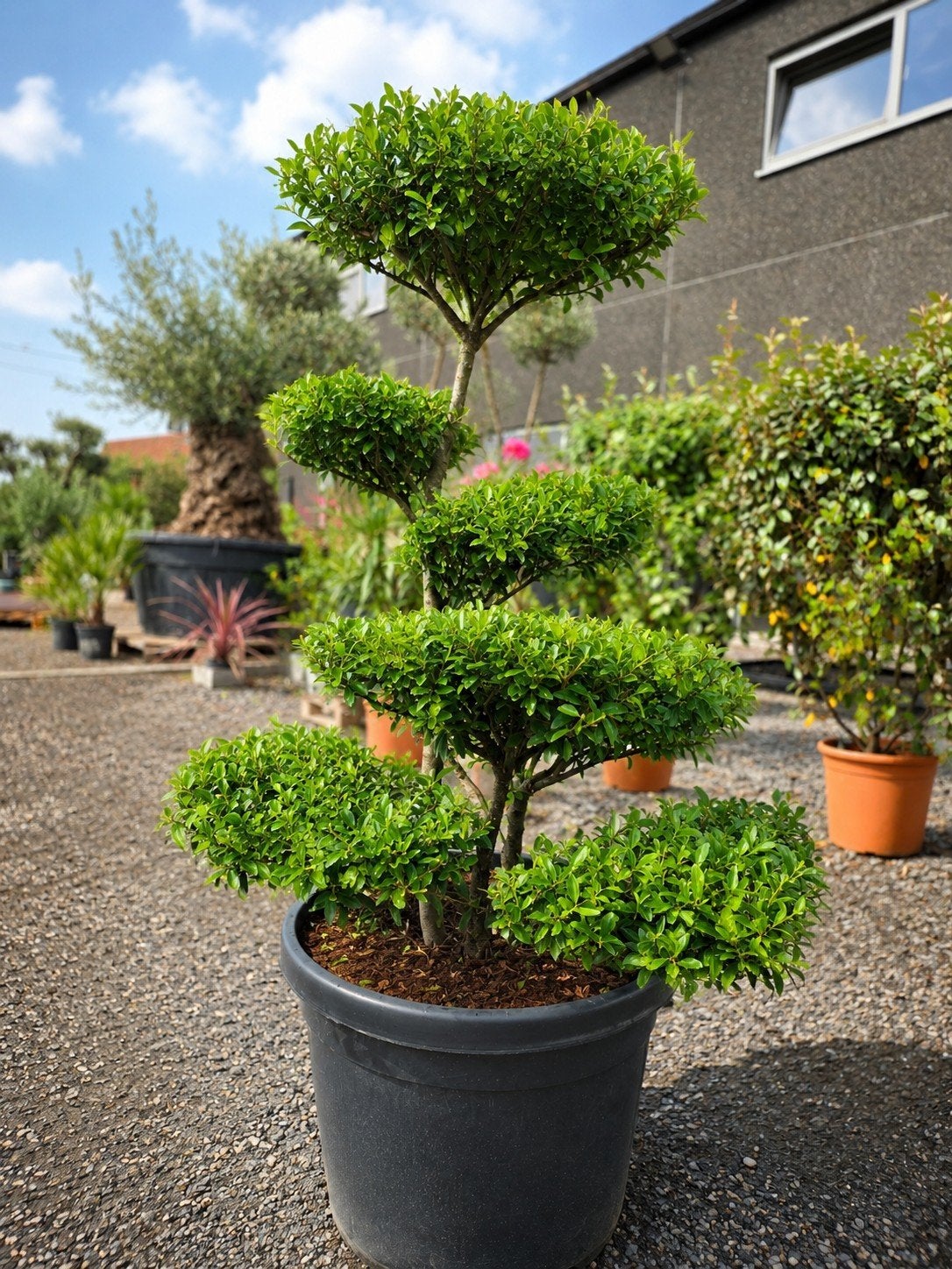 Ilex Green Crenata Bonsai, Ophalen, Halfschaduw