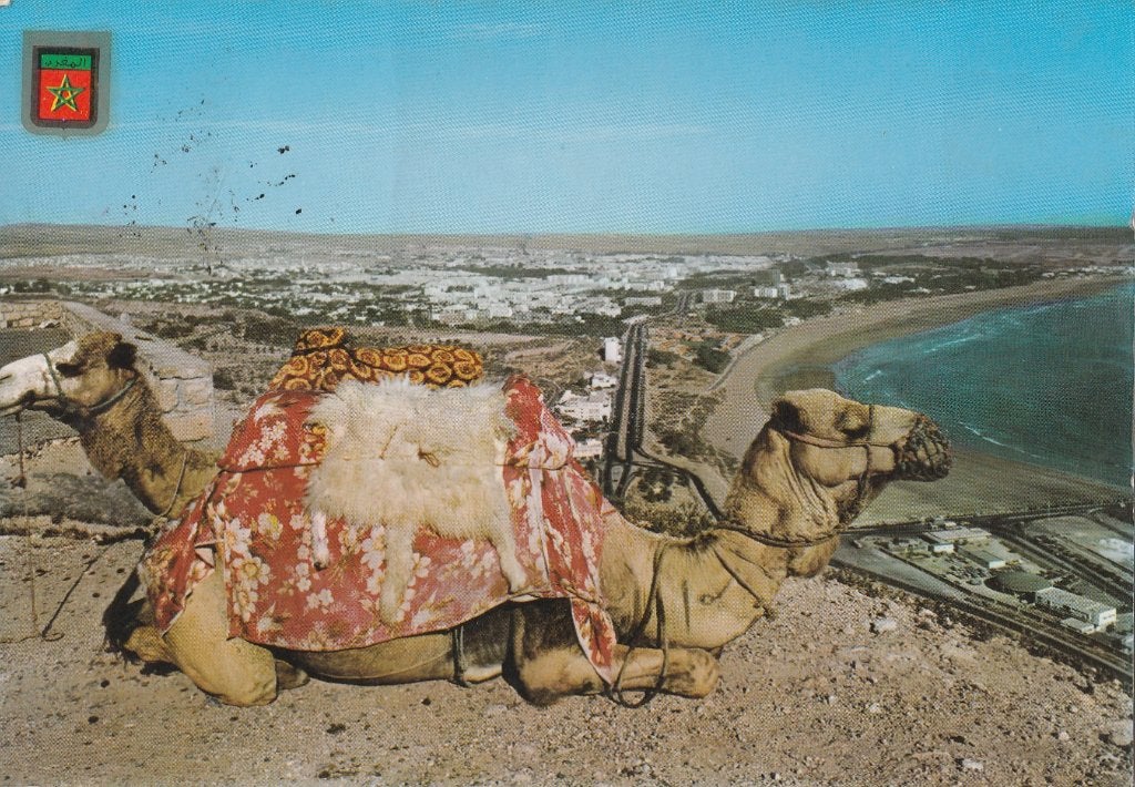 KAMELEN  IN  RUST  IN  AGADIR  MAROKKO, Enlèvement ou Envoi, Affranchie, Autres