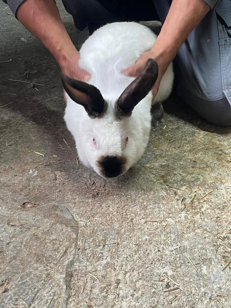 Caleforenia konijnen ( vrouwelijk) 50€, Dieren en Toebehoren, Konijnen, Vrouwelijk