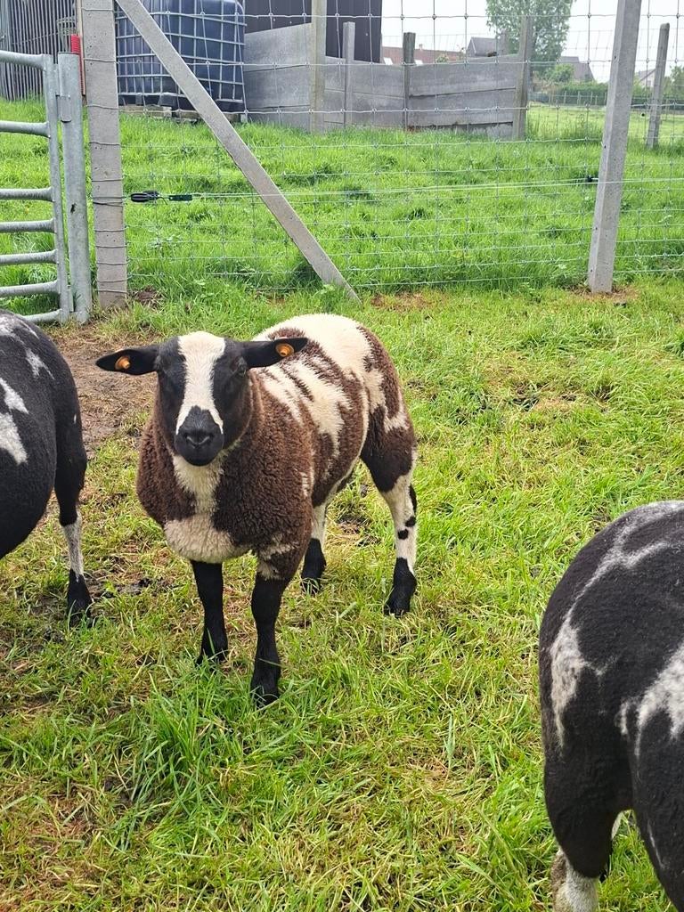 Baggerbonte ram