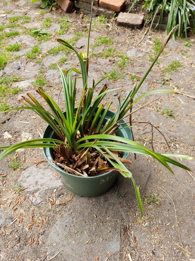 Gras: carex, Tuin en Terras, Planten | Tuinplanten, Ophalen