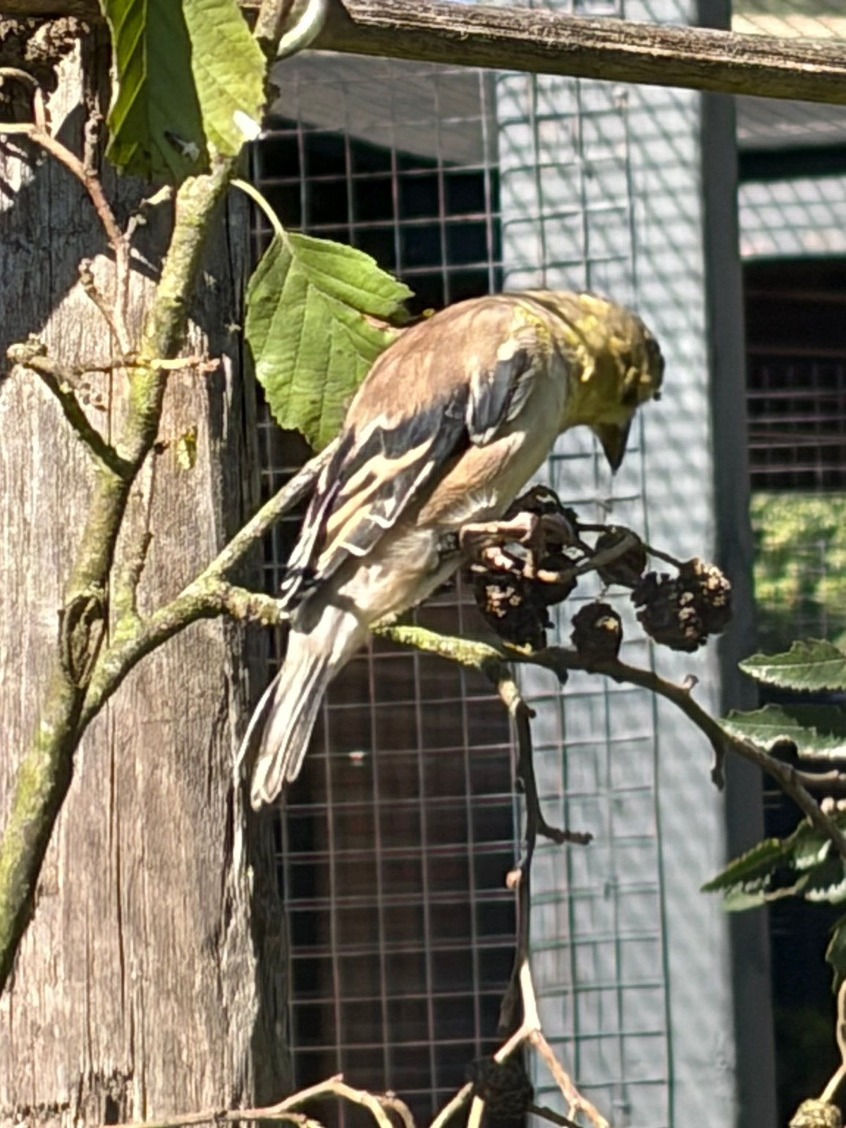 Treursijzen, Dieren en Toebehoren