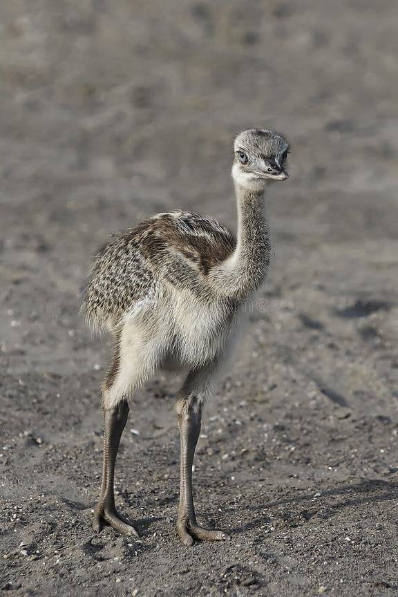 Nandoe, Dieren en Toebehoren, Meerdere dieren, Overige soorten
