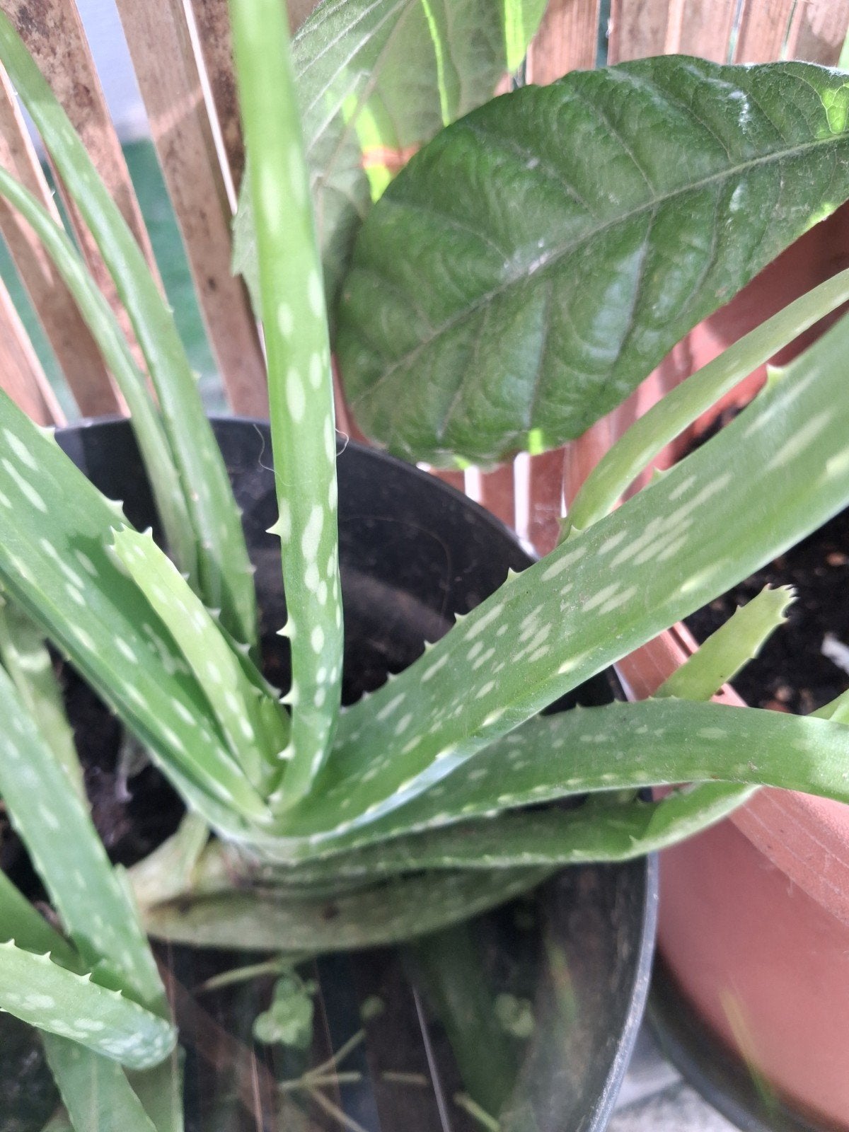 aloe vera, Jardin & Terrasse, Enlèvement