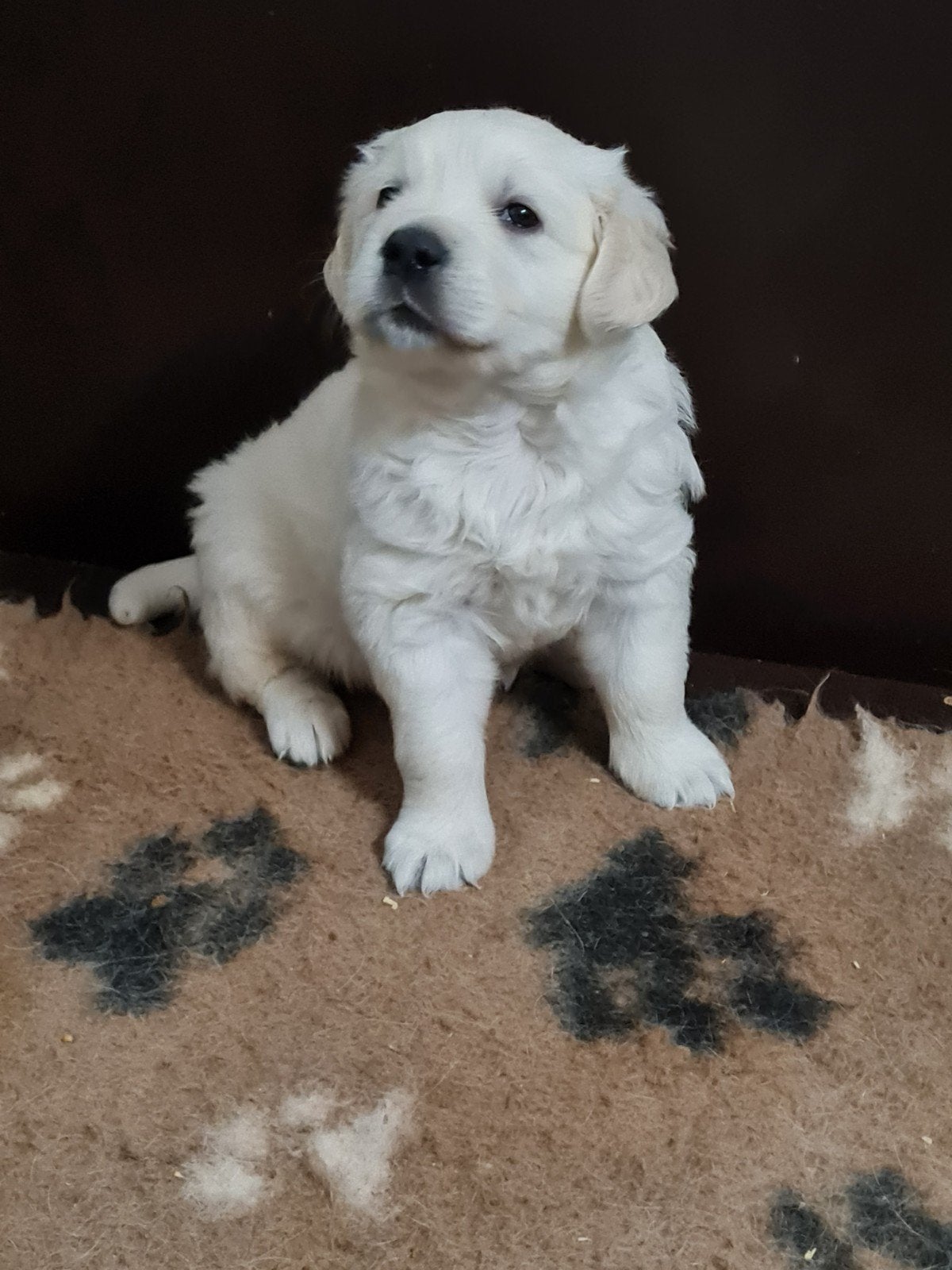 Chiots Golden Retriever à vendre, Animaux & Accessoires, Golden retriever, 8 à 15 semaines, Plusieurs, Éleveur | Loisir