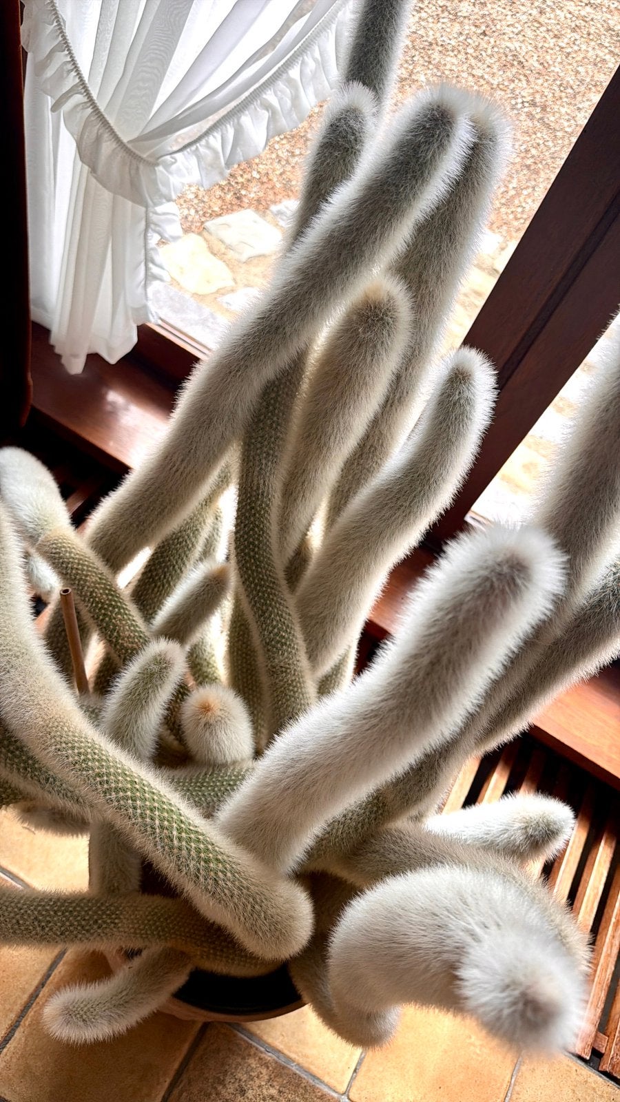 Bijzondere grote cactus – uniek exemplaar, Ophalen, Zo goed als nieuw