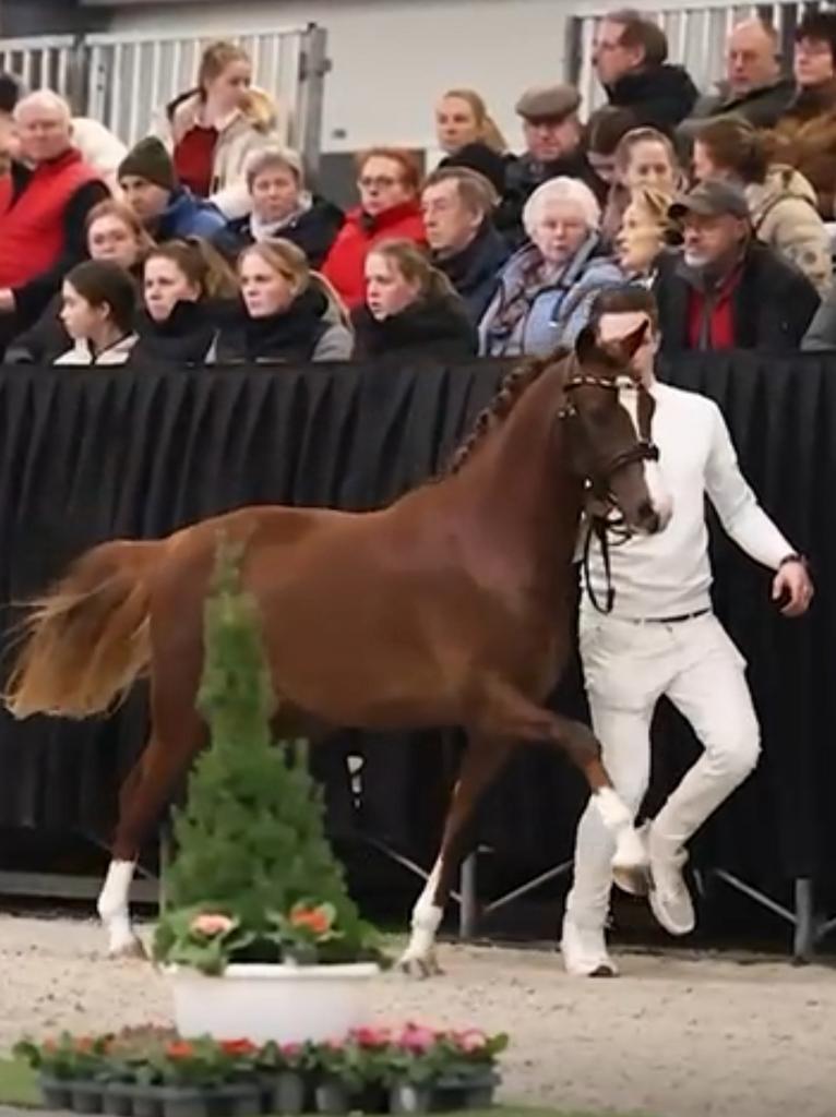 Super talentvolle 3 jarige C allround sportpony, Dieren en Toebehoren, Ruin, 3 tot 6 jaar, C pony (1.27m tot 1.37m), Met stamboom