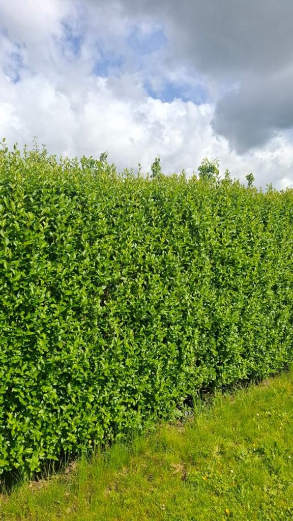 Gratis haag liguster, Tuin en Terras, Planten | Struiken en Hagen, Ophalen, Liguster, Haag, 100 tot 250 cm