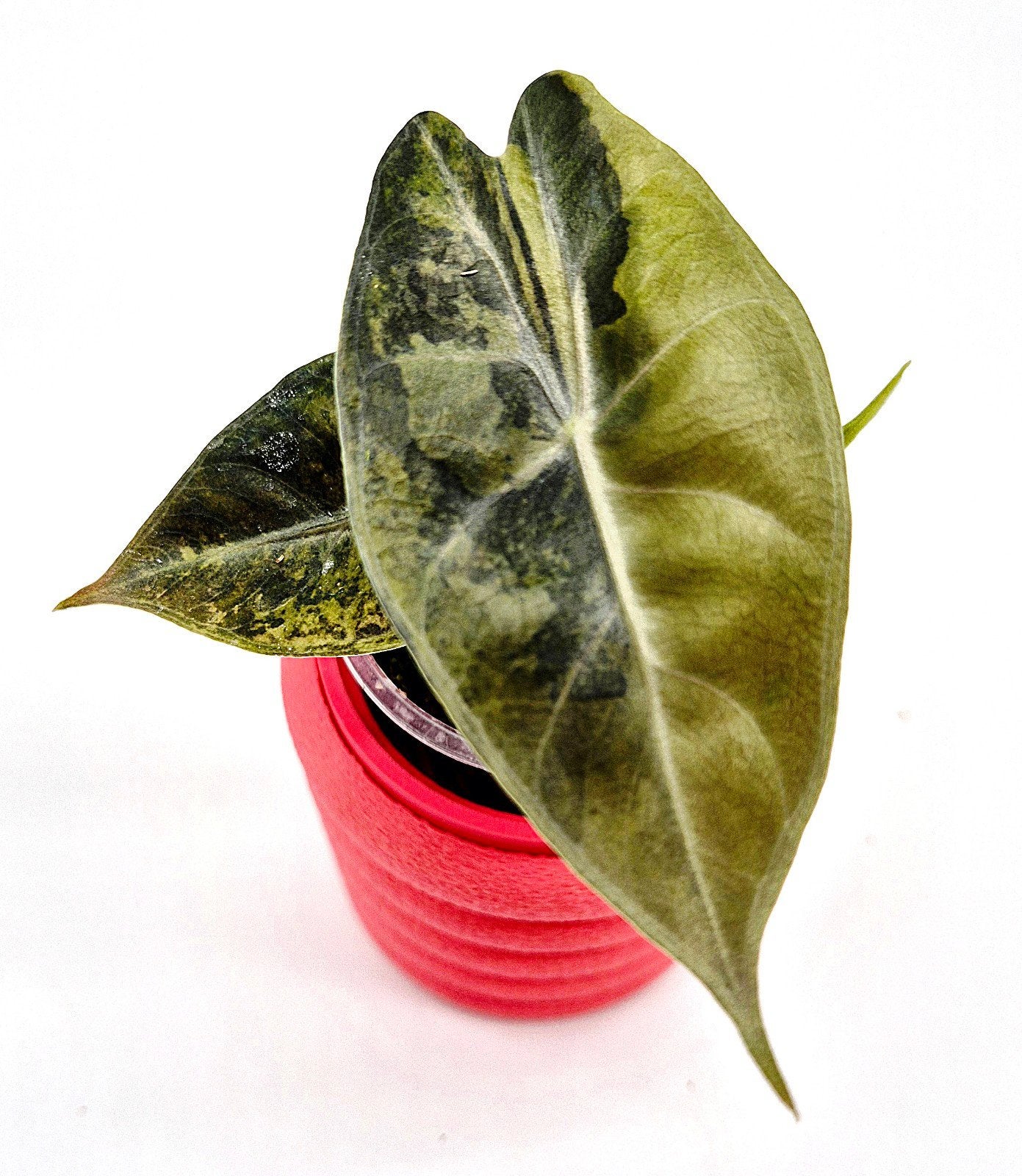 Hobbyplantjes zoeken een nieuwe thuis!, Ophalen of Verzenden