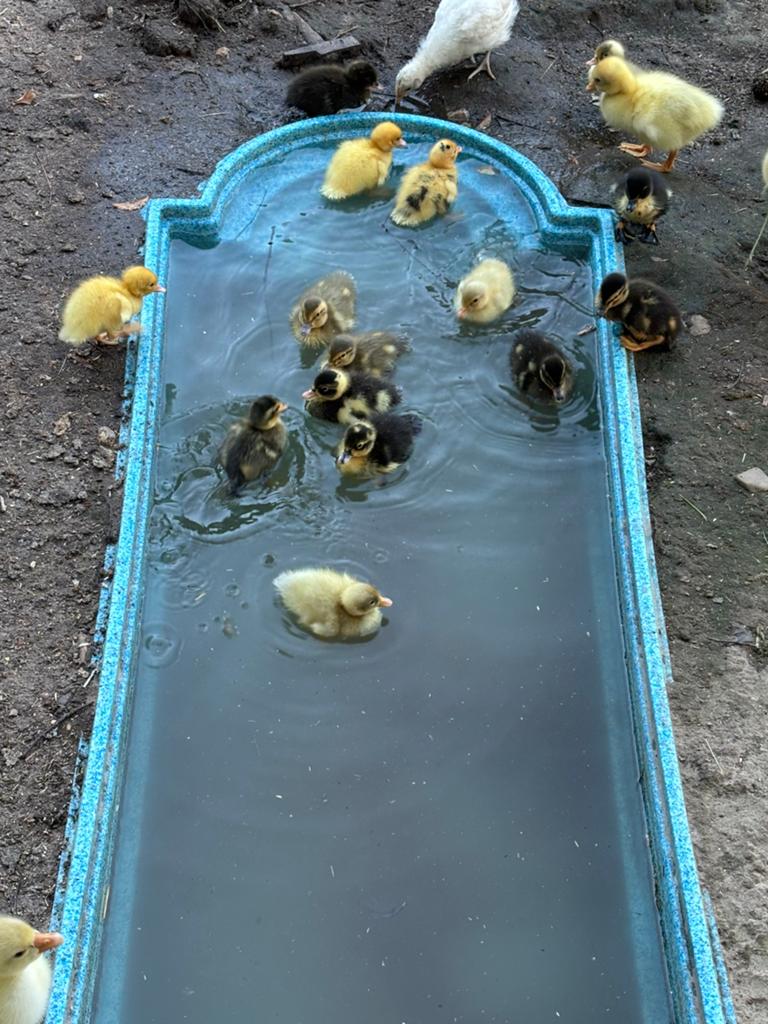 Loopeendjes beschikbaar, Dieren en Toebehoren