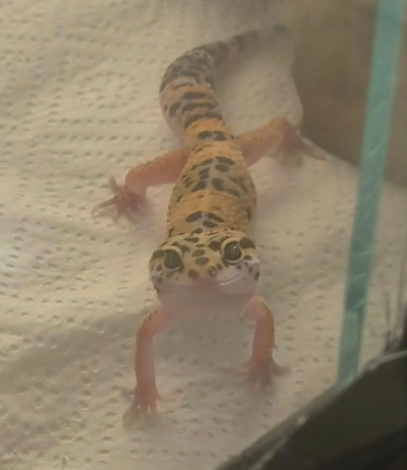 gecko léopard, Animaux & Accessoires, Lézard, Domestique, 0 à 2 ans