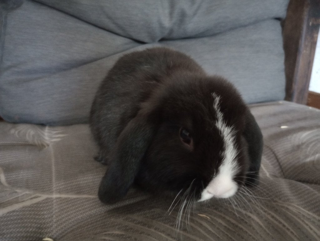 Gratis dwergkonijntje, Sexe inconnu, Nain, Oreilles tombantes, 0 à 2 ans