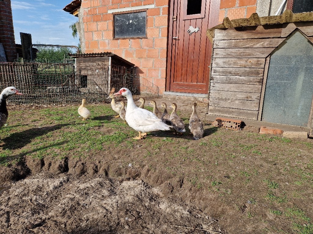 Barbarie eendekuikens, Dieren en Toebehoren, Meerdere dieren, Eend