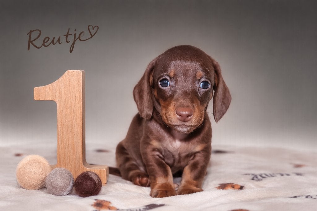 Gladharige dwerg teckel pups, Poils courts, Parvovirose, 8 à 15 semaines, Plusieurs