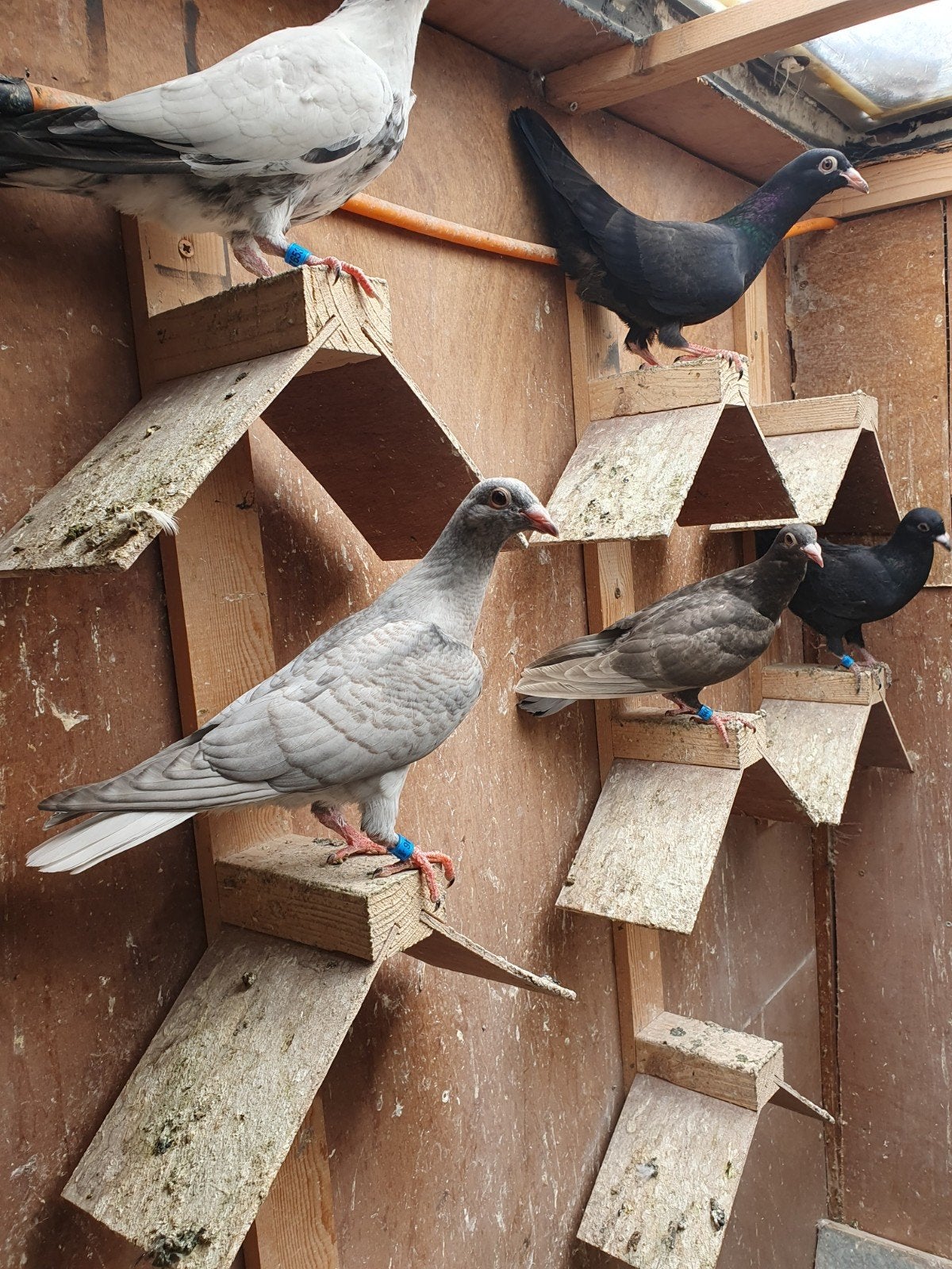 Kleur  race postduiven, Dieren en Toebehoren, Vogels | Duiven