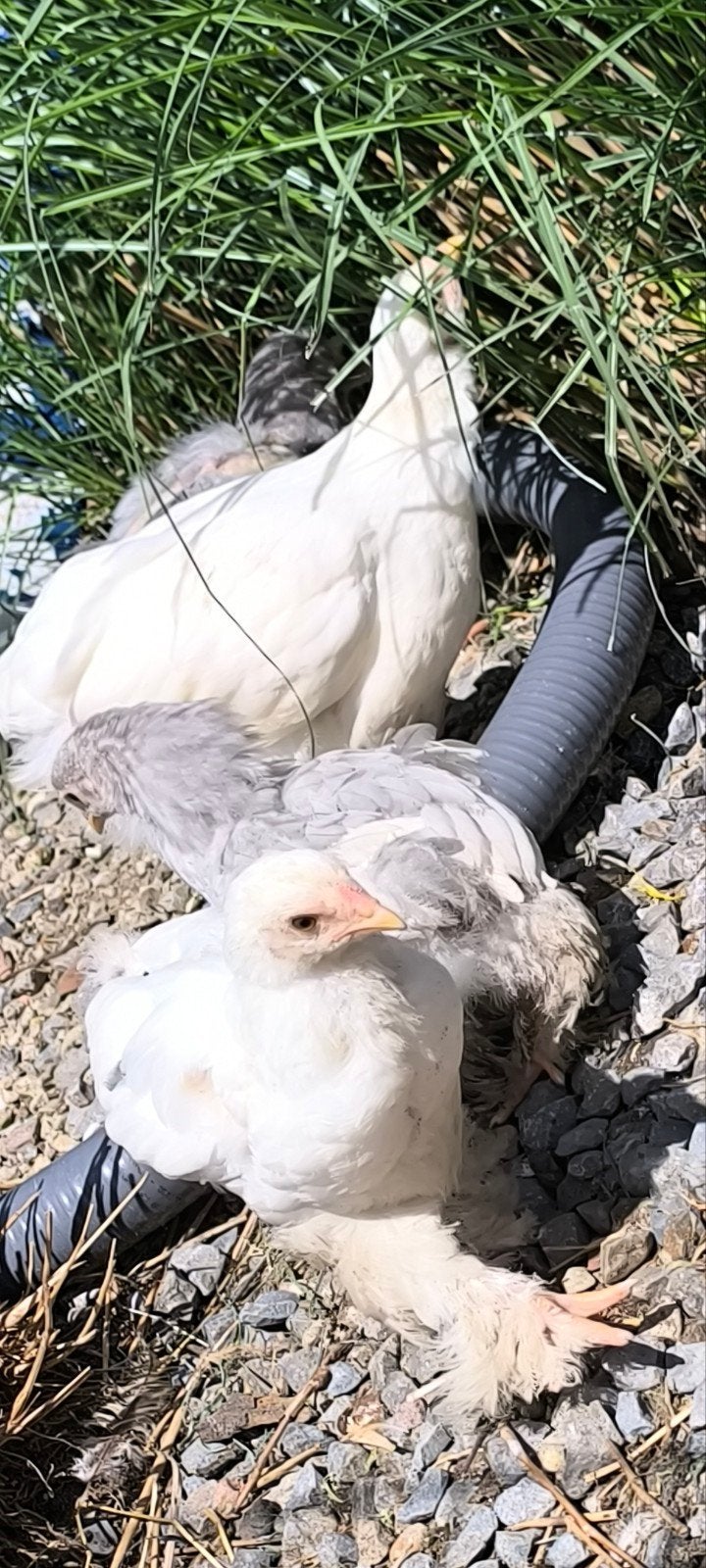 Brahma kuikens verschillende kleuren