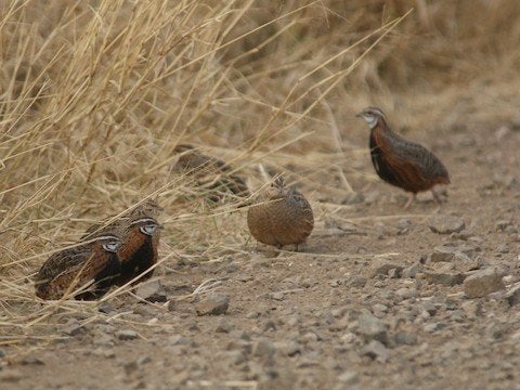 Harlekijnkwartels, Dieren en Toebehoren, Meerdere dieren, Overige soorten