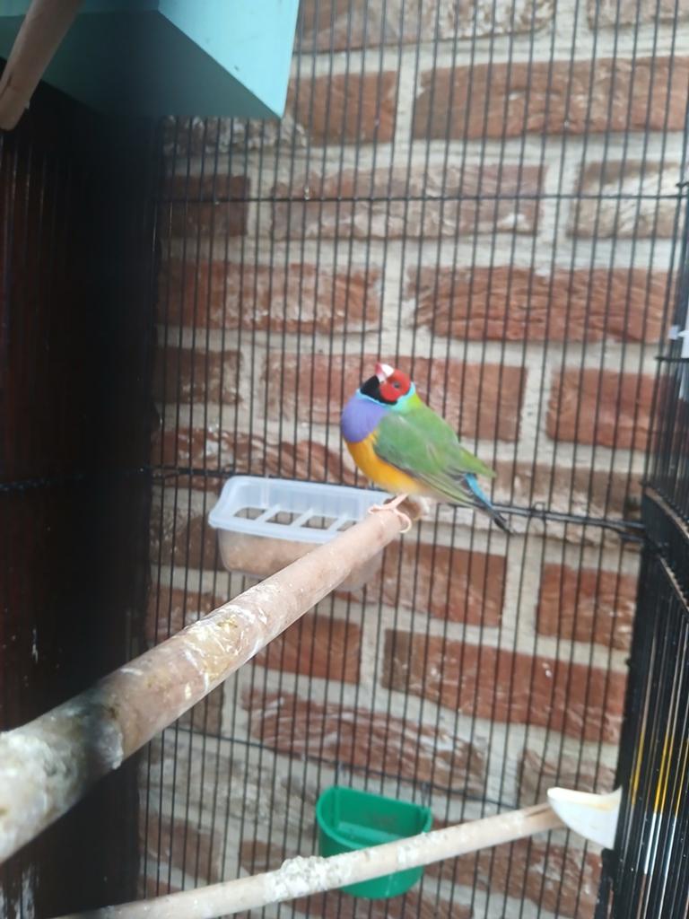 Koppel gouldamadines