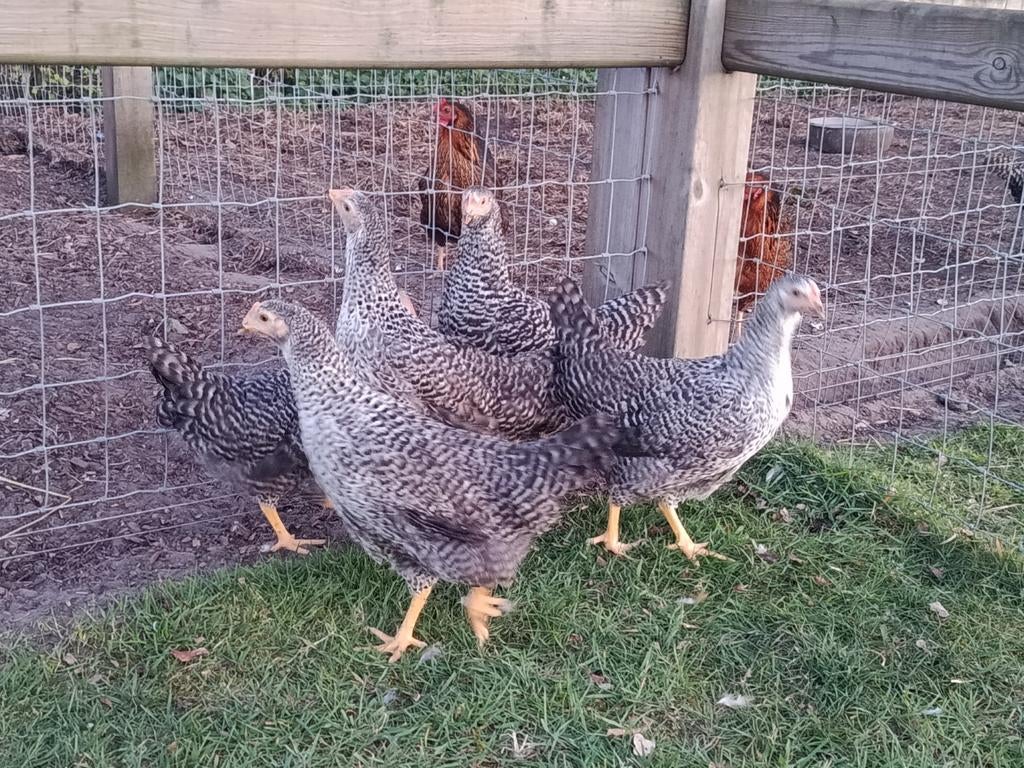 hollandse blauwe legkippen, Dieren en Toebehoren, Pluimvee, Kip