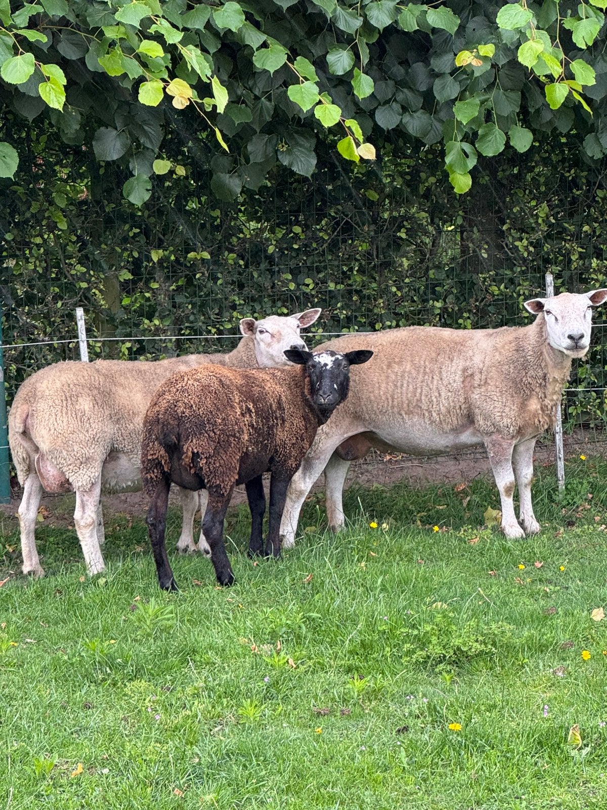 Texel / swifter ooien