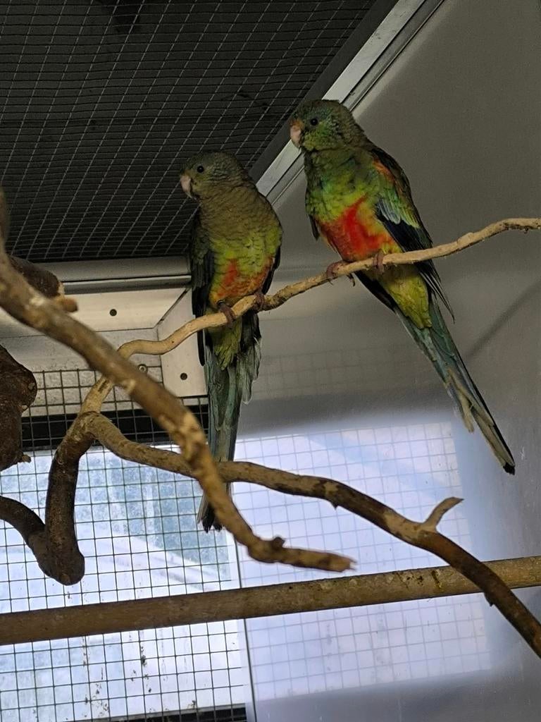 Veelkleur parkieten voor te ruilen, Dieren en Toebehoren, Vogels | Parkieten en Papegaaien