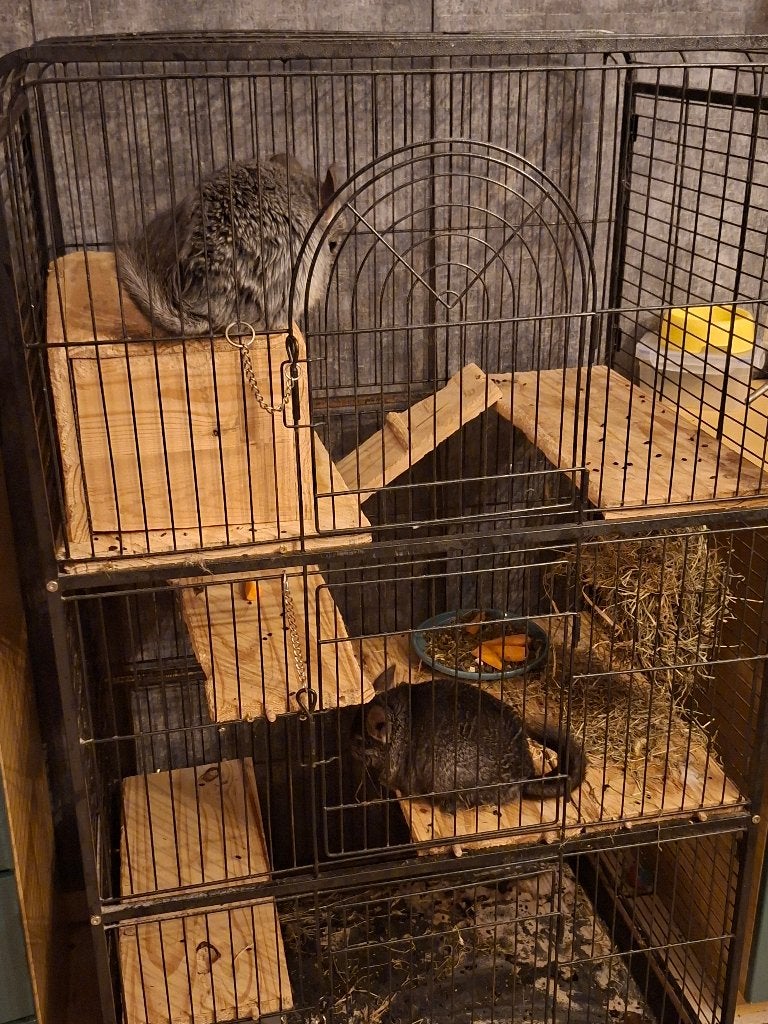 Cage a chinchilla, Animaux & Accessoires, 90 cm ou plus, 75 à 110 cm, Cage, Enlèvement