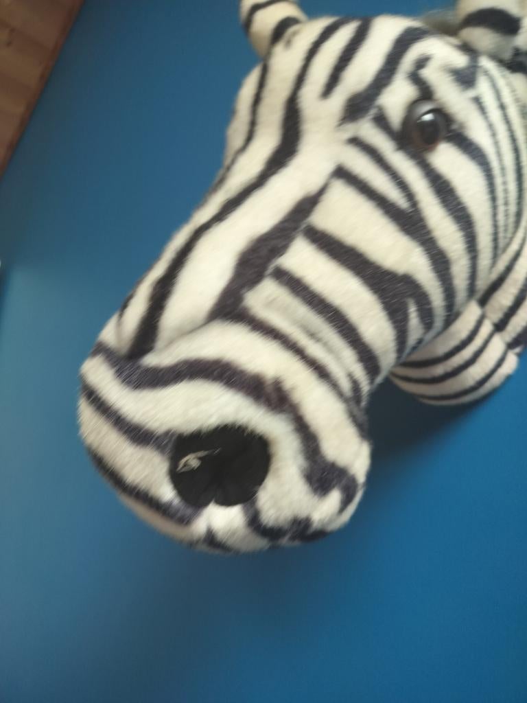 Zebra! Eenzaam!‼️, Dieren en Toebehoren