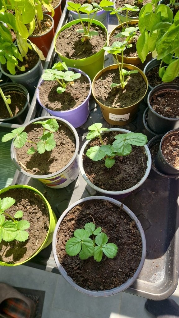 Aardbeienplanten, Ophalen