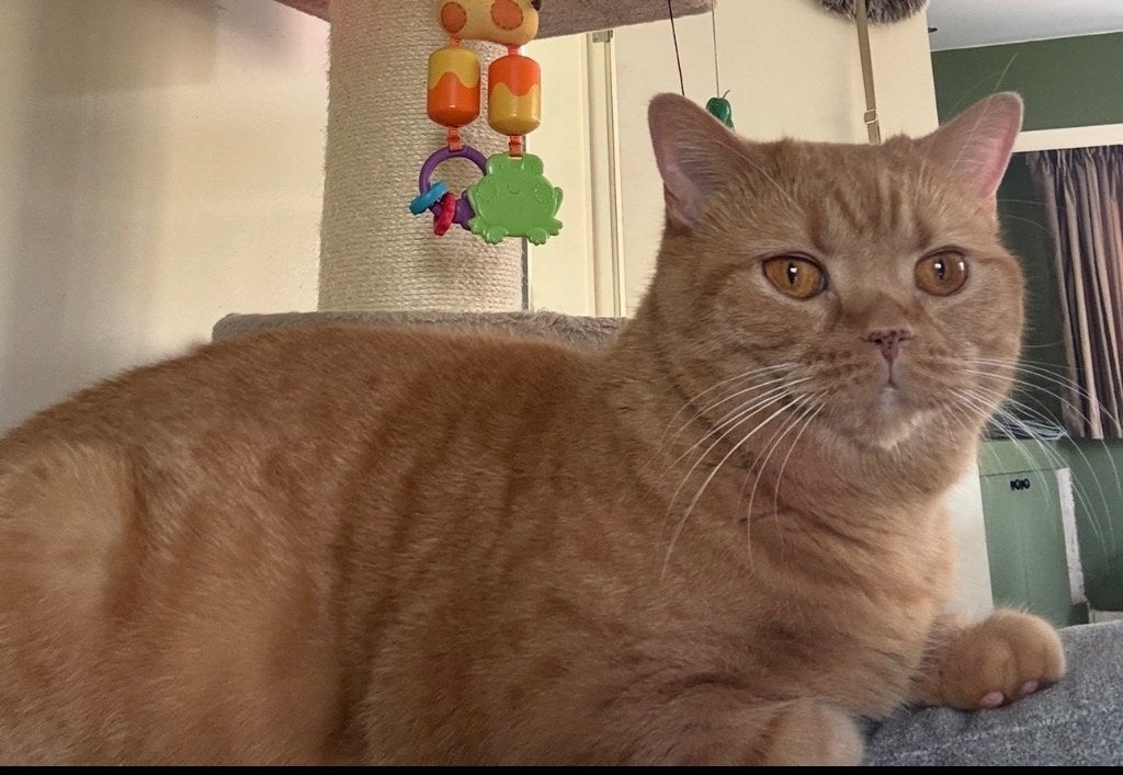 Brits korthaar poes ️, Poes, Met stamboom, 6 jaar of ouder