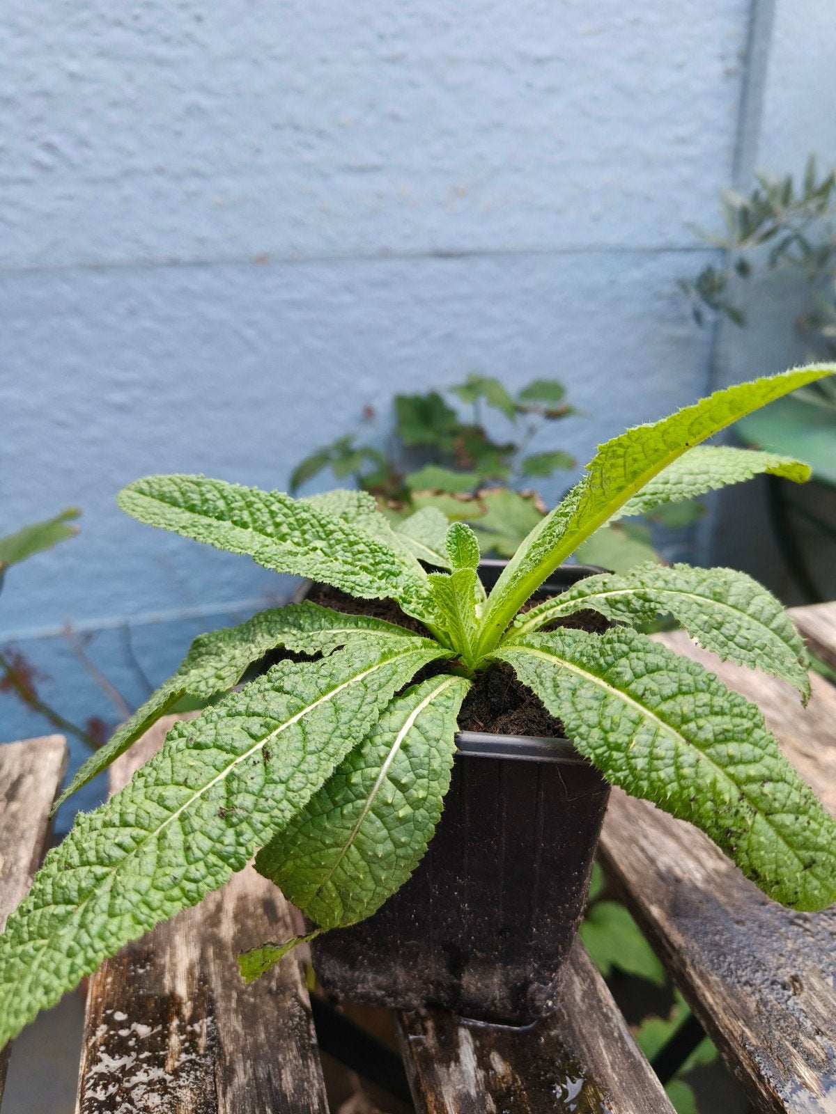 Verschillende plantjes uit permacultuur moestuin, Ophalen