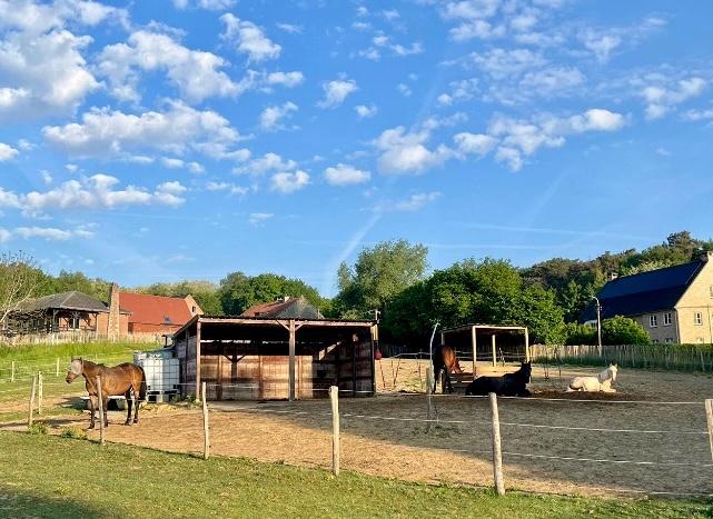 Pension pour chevaux Overijse - Huldenberg