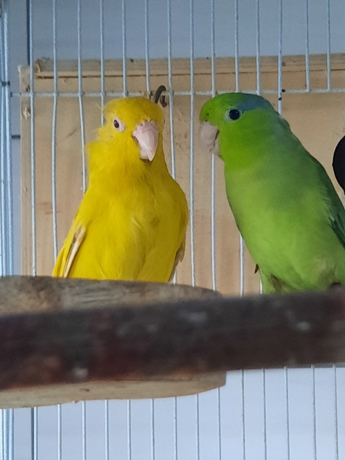 toui celeste( perruche moineau)epp, Vrouwelijk, Parkiet